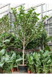 Coccoloba Uvifera