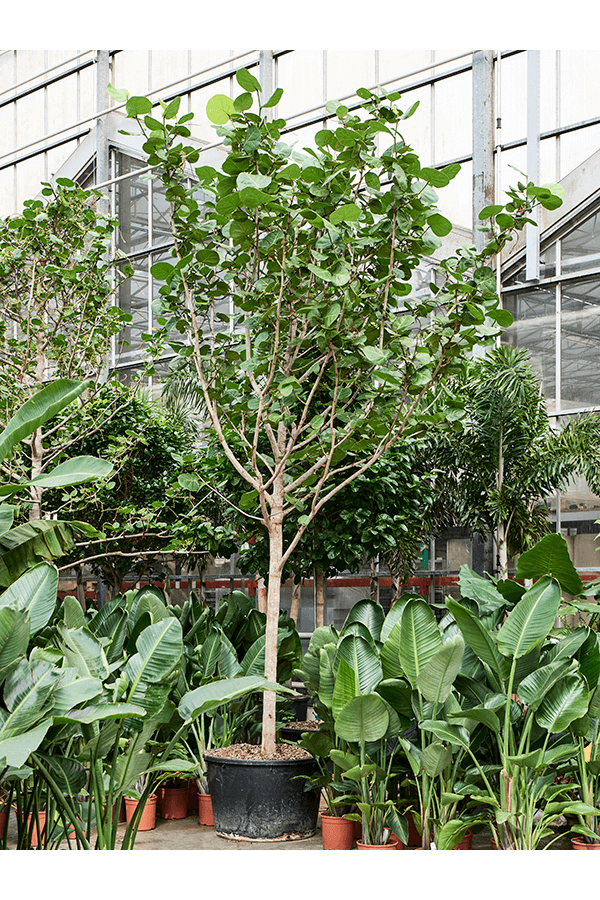 Coccoloba Uvifera
