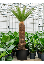 Cycas Revoluta