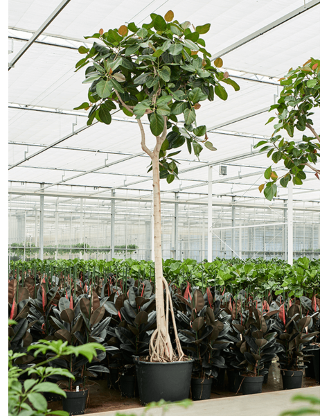 Ficus