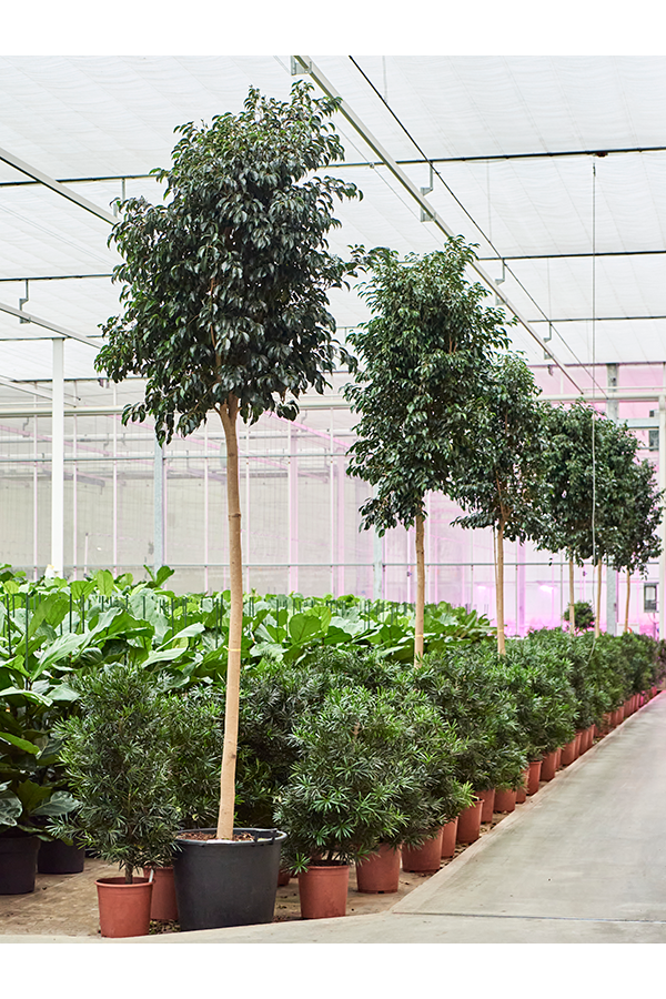 Ficus Benjamina Danielle