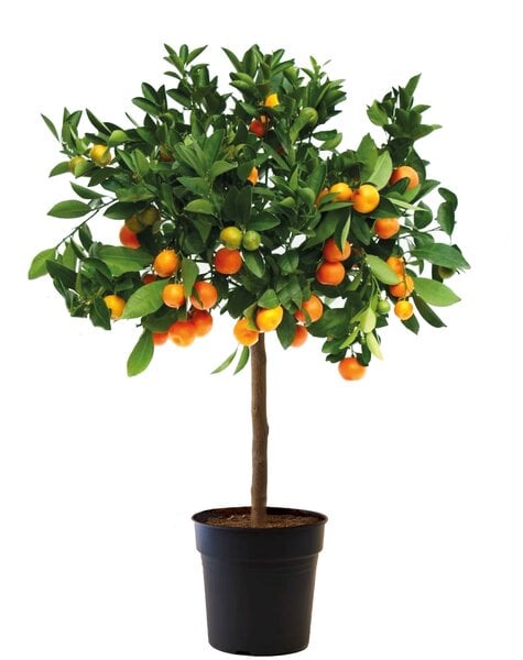 Citrus Calamondin