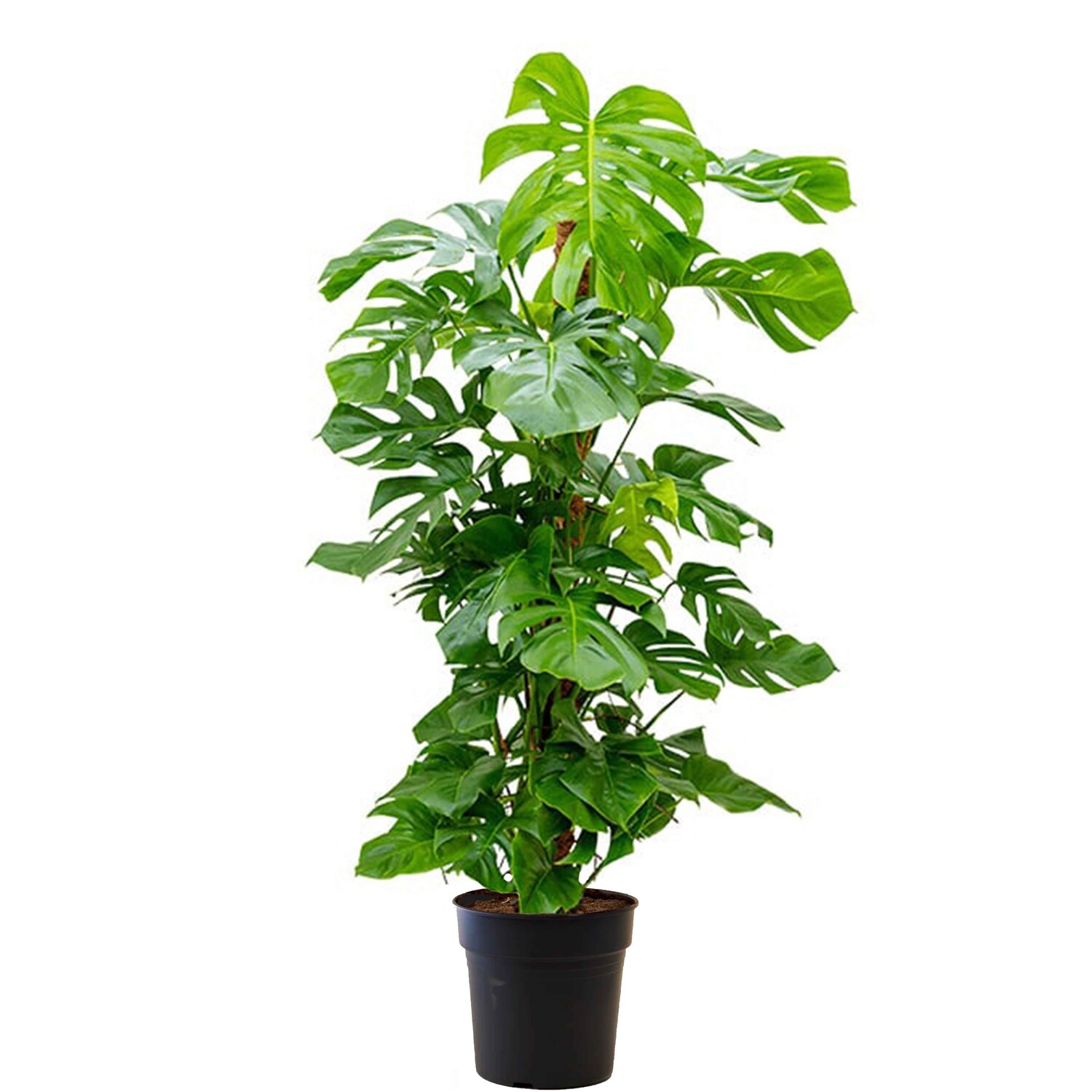 plante philodendron Philodendron Heart Leaf in Hanging Basket main image 1