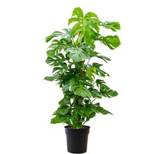 Monstera Gatenplant mosstok XL