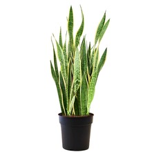 Sansevieria Laurentii XL