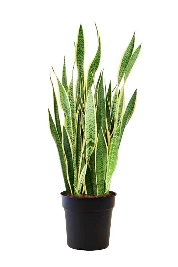 Sansevieria Laurentii XL