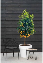 Sinaasappelboom XXL