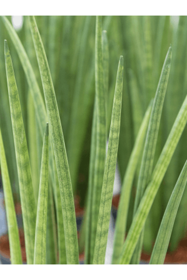 Hydroplant Sansevieria Cylindrica Spikes