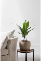 Aspidistra Eliator S