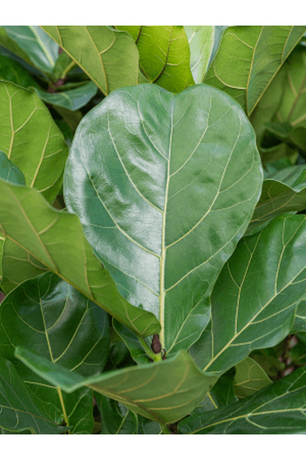 Hydroplant Ficus Lyrata