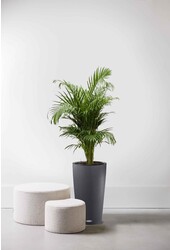 Goudpalm in Zelfwatergevende pot