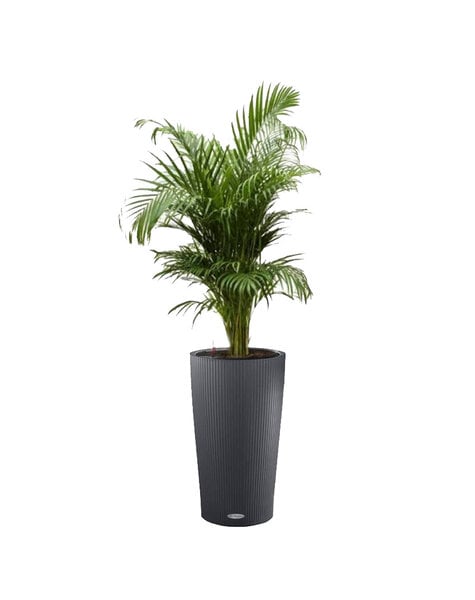 Lechuza Lechuza | Areca