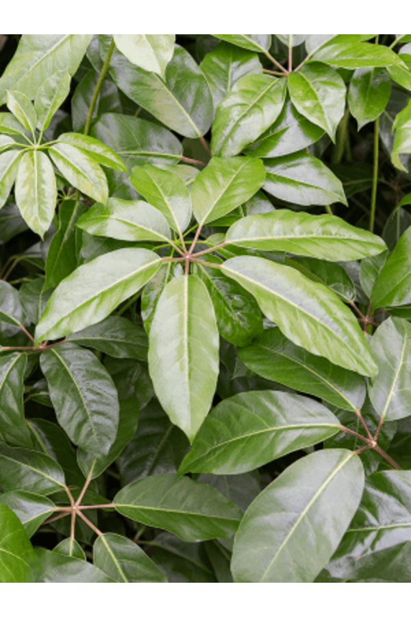 Schefflera Actinophylla Amate (270-320)