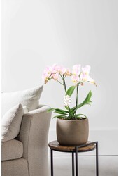 Orchidee Angles Eyes