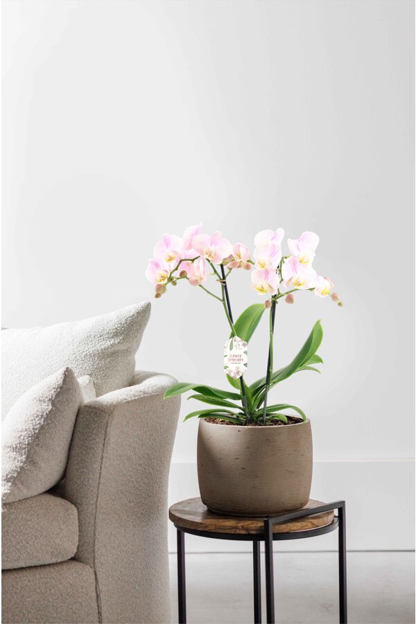 Orchidee Angles Eyes