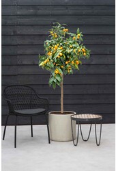 Sinaasappelboom XXL