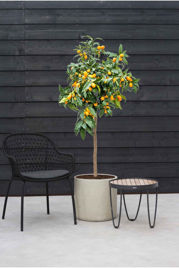 Sinaasappelboom XXL