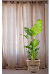 Strelitzia in Rotan Pot