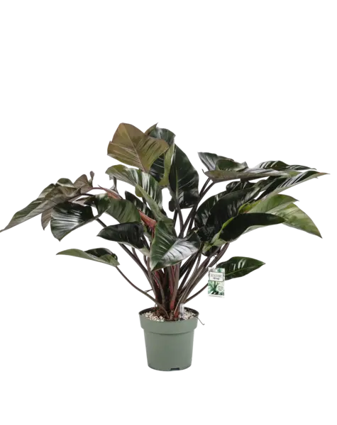 MDK Hydroplant Philodendron