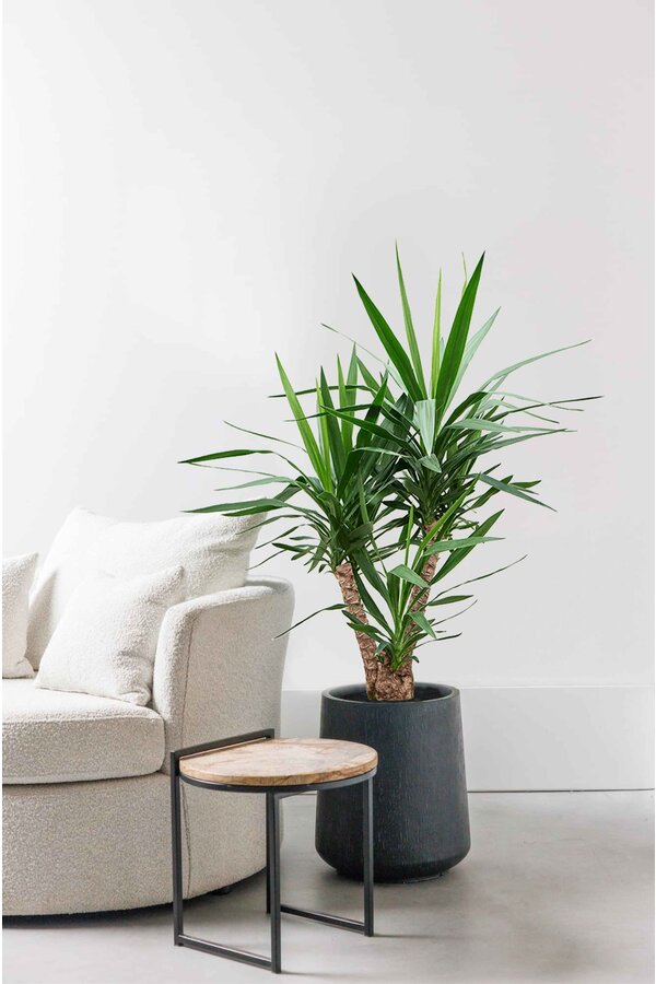 Palmlelie Yucca vertakt L