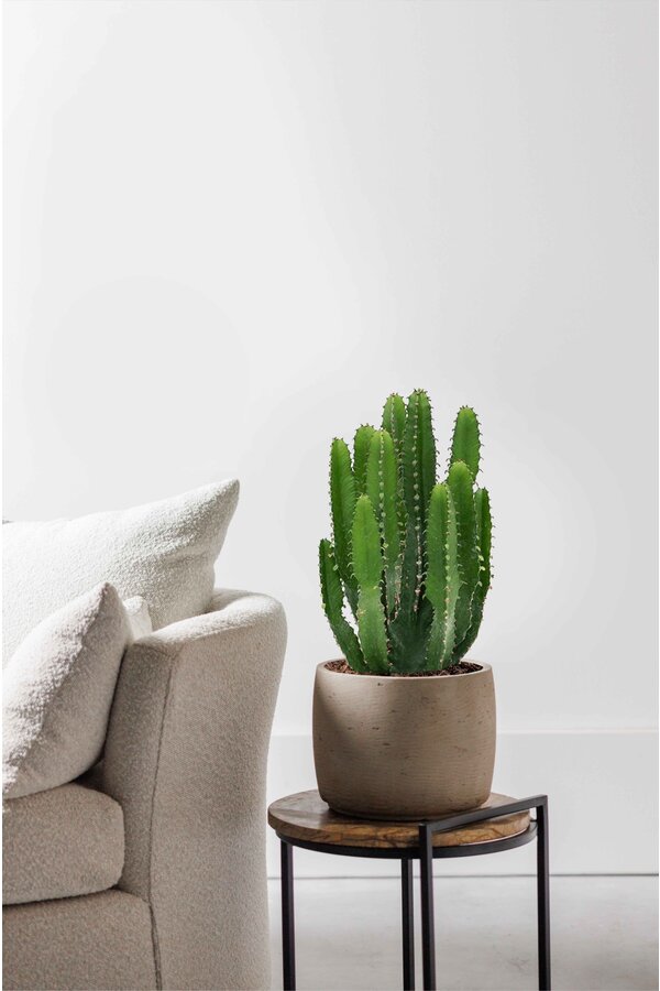 Euphorbia triangularis