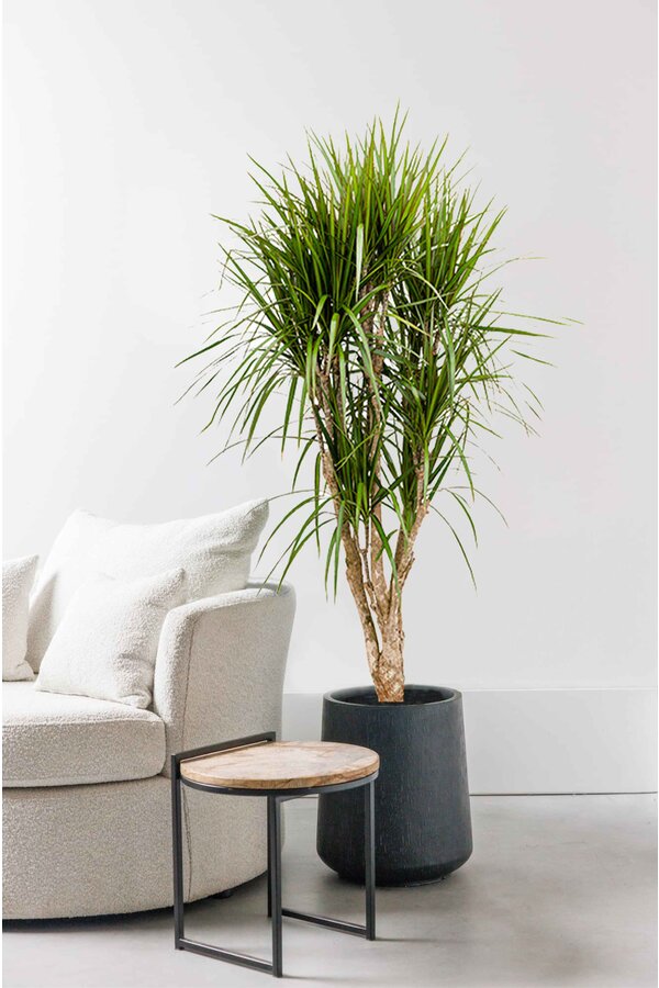 Dracaena Marginata XL