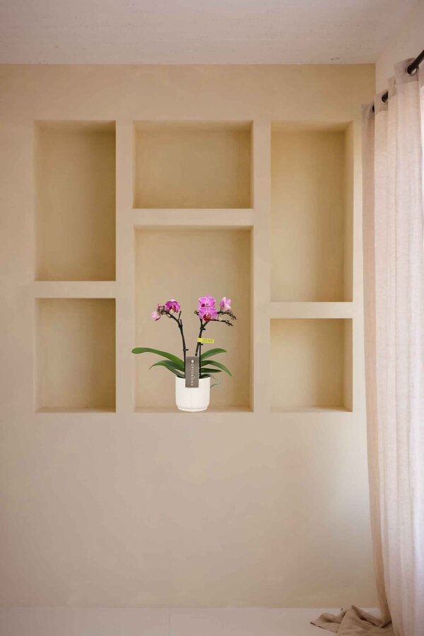 Phalaenopsis Optifriend Lotte Lazio white