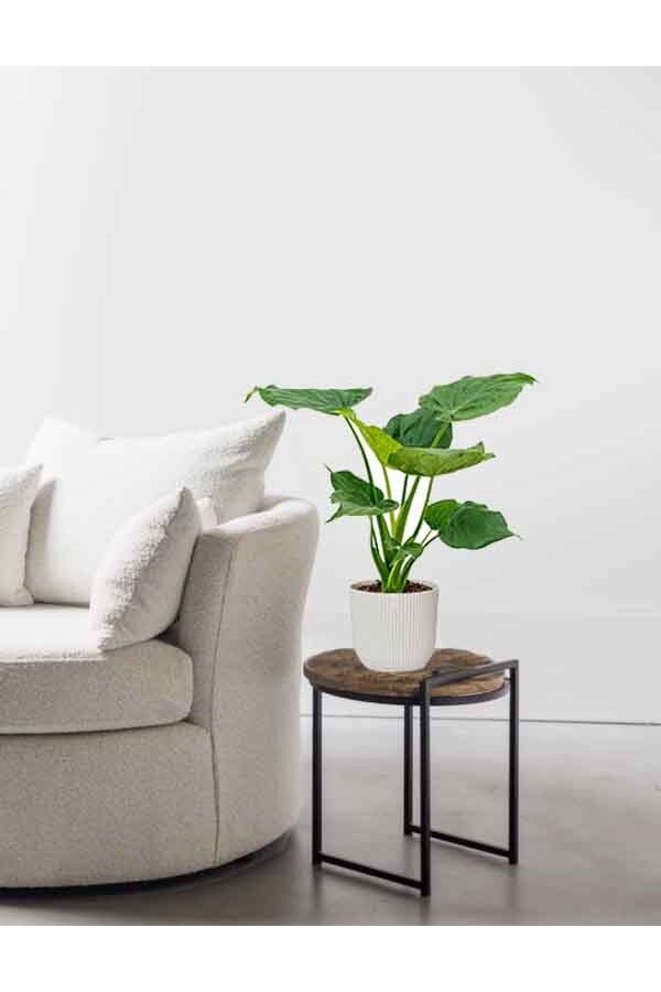Alocasia Cucullata in Vibes Fold Pot