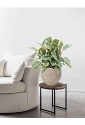 Ficus Elastica Tineke in Mini kevan