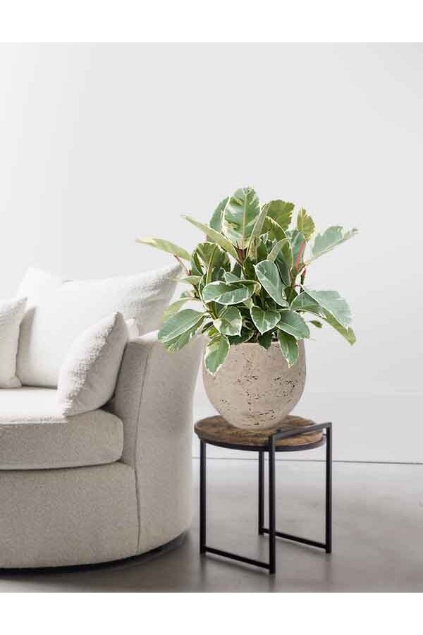 Ficus Elastica Tineke in Mini kevan