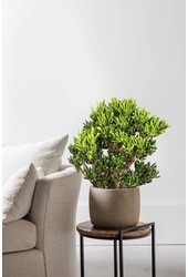 Crassula Horntree XL