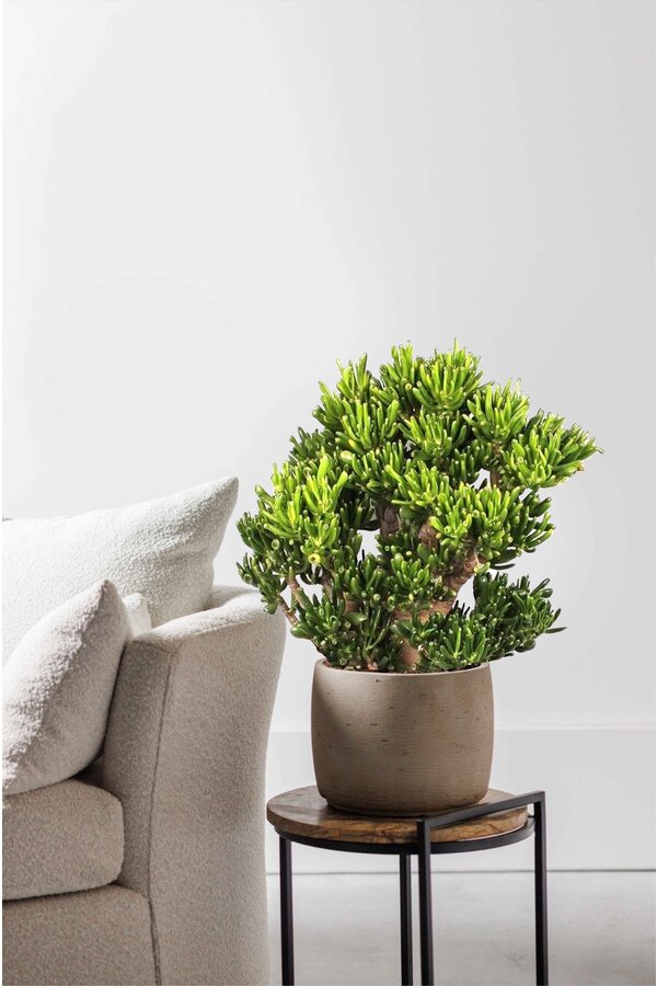 Crassula Horntree XL