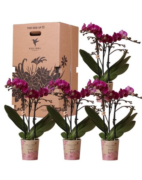 Kolibri Orchids Orchidee