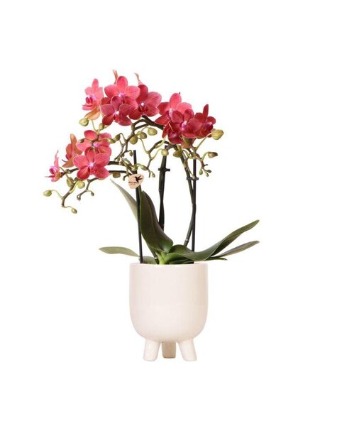 Kolibri Orchids Orchidee