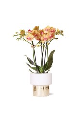 Jaimaica Phalaenopsis orchidee  in Lush pot