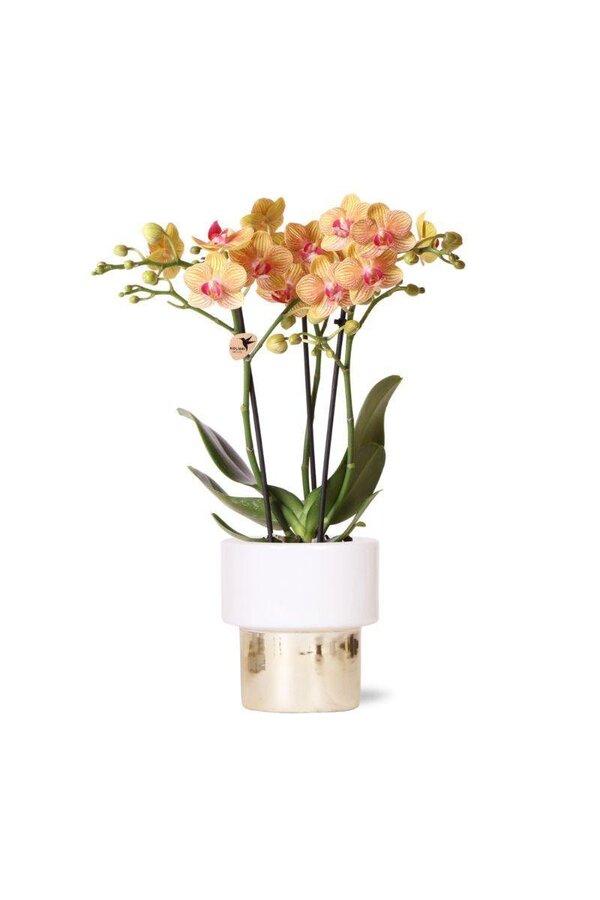 Jaimaica Phalaenopsis orchidee  in Lush pot