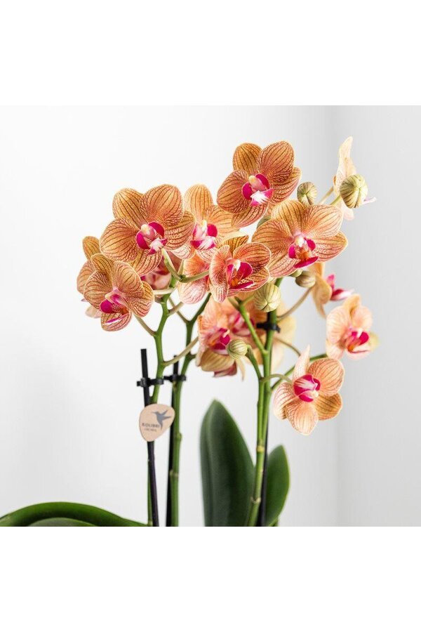 Jaimaica Phalaenopsis orchidee  in Lush pot