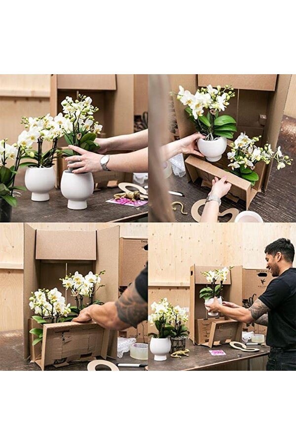 Jaimaica Phalaenopsis orchidee  in Lush pot