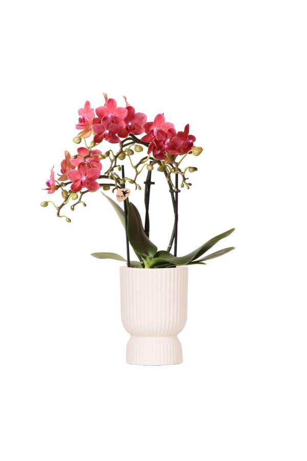 Rode Phalaenopsis orchidee Congo met Diabolo travertine