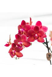 Rode Phalaenopsis orchidee Congo met Diabolo travertine