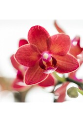 Rode Phalaenopsis orchidee Congo met Diabolo travertine