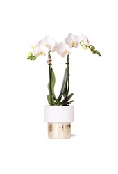 Orchidee Amabilis in Lush pot
