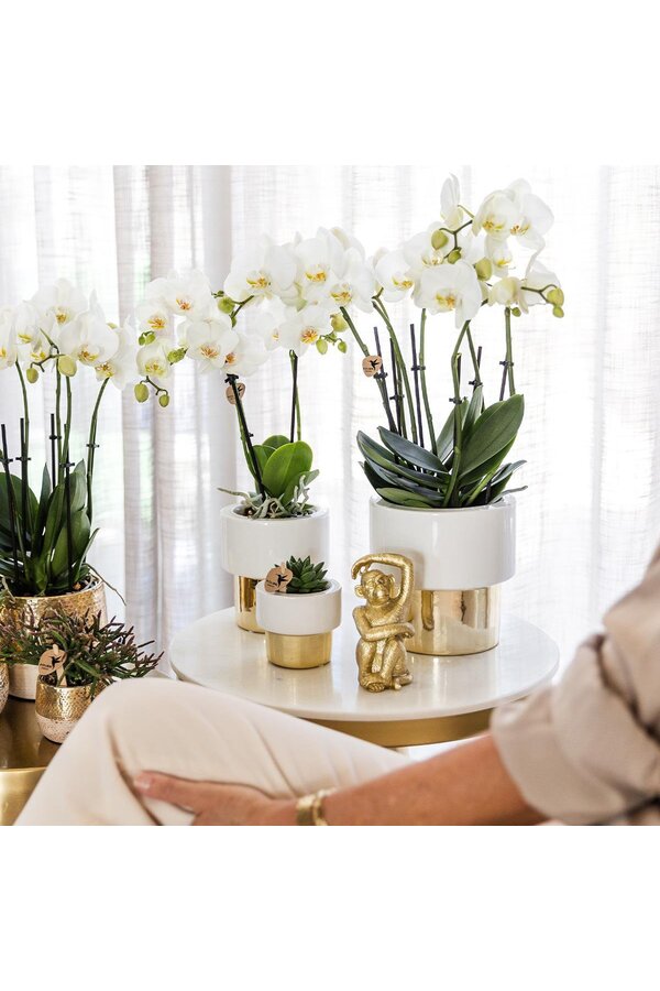 Orchidee Amabilis in Lush pot