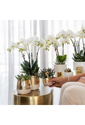 Orchidee Amabilis in Lush pot