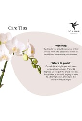 Orchidee Amabilis in Lush pot