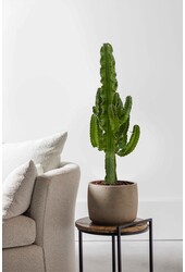Euphorbia erytrea