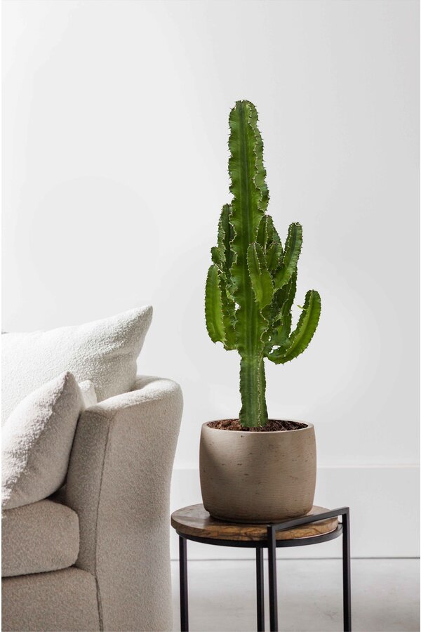 Euphorbia erytrea