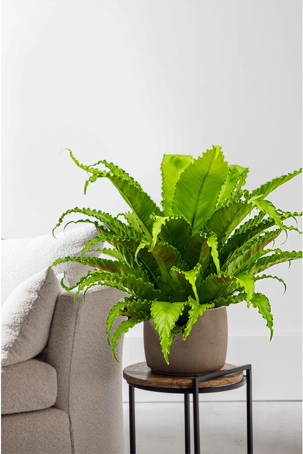 Asplenium Antiquum