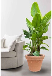 Strelitzia Kingsize in Terra Cotta