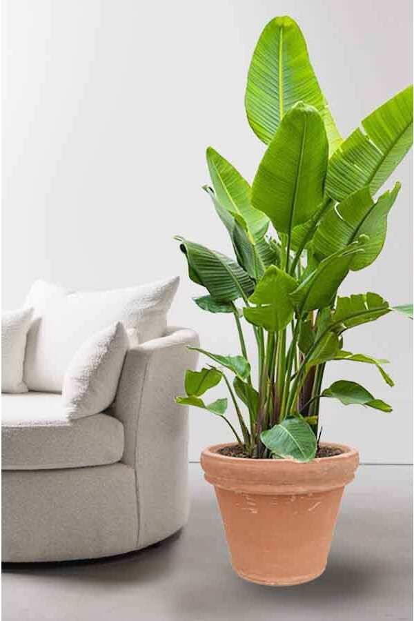 Strelitzia Kingsize in Terra Cotta